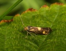 Gulflekktannmøll (Phaulernis fulviguttella)