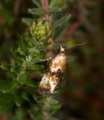 Lyngheipraktvikler (Eupoecilia angustana)