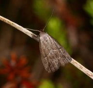 Dvergnebbfly (Hypenodes humidalis)