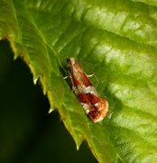 Rødflekket kveldvikler (Epinotia cruciana)