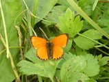 Oransjegullvinge (Lycaena virgaureae)