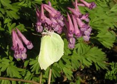 Sitronsommerfugl (Gonepteryx rhamni)