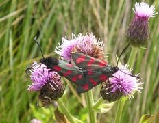 Seksflekket bloddråpesvermer (Zygaena filipendulae)