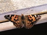 Tistelsommerfugl (Vanessa cardui)