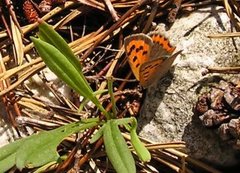 Ildgullvinge (Lycaena phlaeas)