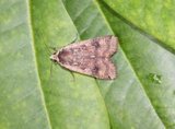 Hagebåndfly (Noctua pronuba)