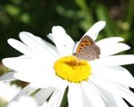 Ildgullvinge (Lycaena phlaeas)