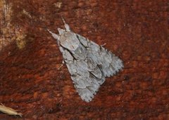 Grey Dagger (Acronicta psi)
