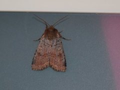 Barskogfly (Protolampra sobrina)