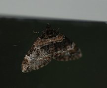 Barred Carpet (Martania taeniata)