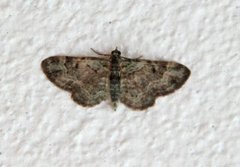 Green Pug (Pasiphila rectangulata)