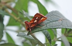 Langstreket metallfly (Plusia festucae)