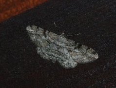 Willow Beauty (Peribatodes rhomboidaria)