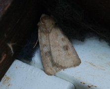 Mottled Rustic (Caradrina morpheus)