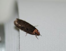 Large Carrot Flat-body (Agonopterix ciliella)