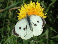 Stor kålsommerfugl (Pieris brassicae)