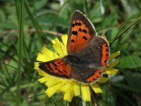 Ildgullvinge (Lycaena phlaeas)