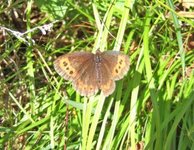 Fløyelsringvinge (Erebia ligea)