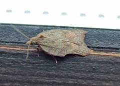 Grå flatvikler (Acleris effractana)