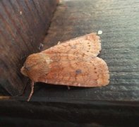 Neglected Rustic (Xestia castanea)