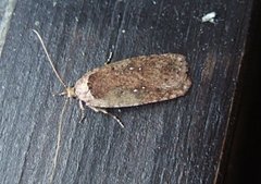 Common Flat-body (Agonopterix heracliana)