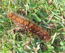 Oak Eggar (Lasiocampa quercus)