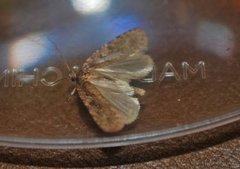 Common Flat-body (Agonopterix heracliana)