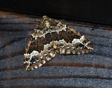 Water Carpet (Lampropteryx suffumata)