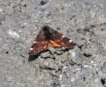 Orange Underwing (Archiearis parthenias)