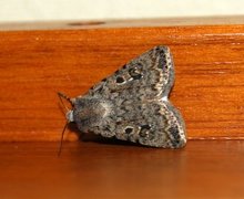 Pale Mottled Willow (Caradrina clavipalpis)