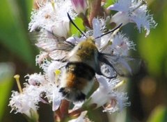 Smalkantet humlesvermer (Hemaris tityus)