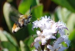 Narrow-bordered Bee Hawk-moth (Hemaris tityus)