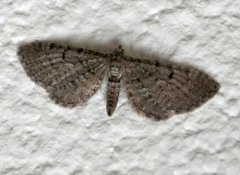 Einerdvergmåler (Eupithecia intricata)