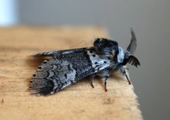 Sallow Kitten (Furcula furcula)