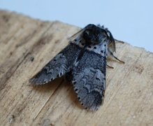 Sallow Kitten (Furcula furcula)