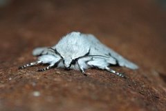 Hvitt kveldfly (Acronicta leporina)