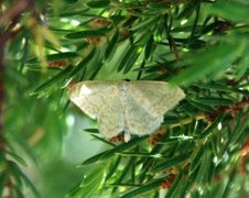 Blek urtemåler (Scopula floslactata)