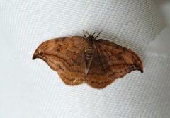 Dusky Hook-tip (Drepana curvatula)