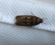 Brown House Moth (Hofmannophila pseudospretella)