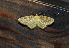 Small Yellow Wave (Hydrelia flammeolaria)