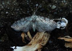 Bilberry Pug (Pasiphila debiliata)