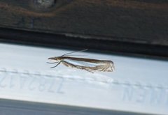 Grass-veneer (Crambus pascuella)
