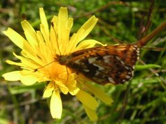 Myrperlemorvinge (Boloria aquilonaris)