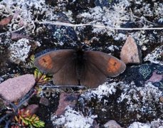 Dewy Ringlet (Erebia pandrose)