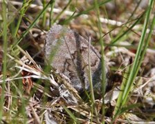 Dewy Ringlet (Erebia pandrose)