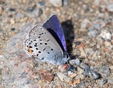 Cranberry Blue (Plebejus optilete)