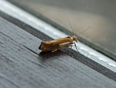 White-shouldered Smudge (Ypsolopha parenthesella)