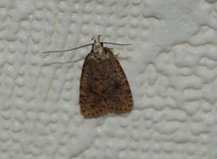 Angelica Flat-body (Agonopterix angelicella)