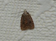 Agonopterix angelicella