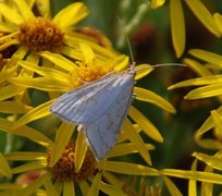 Pale Straw Pearl (Udea lutealis)